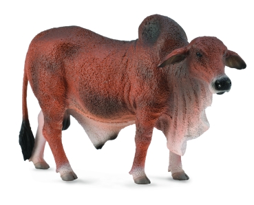 ROTER BRAHMAN STIER (L)