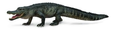 AMERIKANISCHER ALLIGATOR (L)