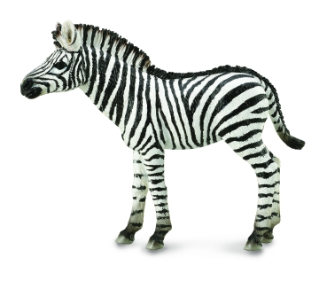 ZEBRAFOHLEN (M)