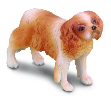 CAVALIER KING CHARLES SPANIEL (M)