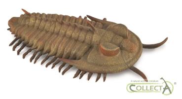 RIESEN-TRILOBIT (REDLICHIA REX TRILOBIT) (L)
