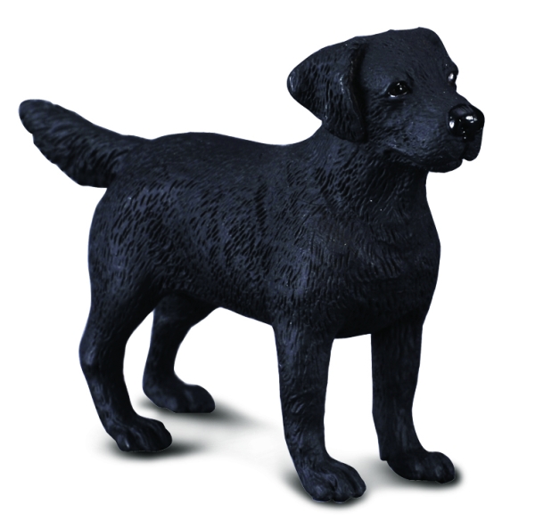 LABRADOR RETRIEVER (M)