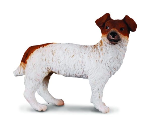 JACK RUSSEL TERRIER (S)