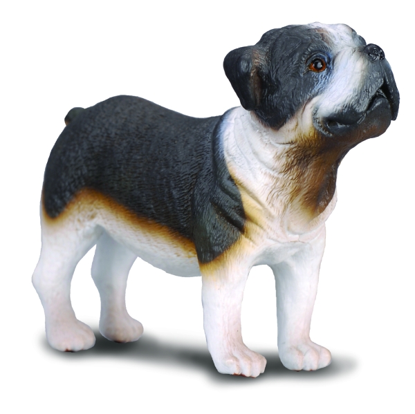 ENGLISCHE BULLDOGGE (M)