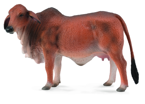 ROTE BRAHMAN KUH (L)