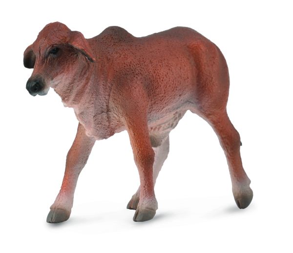 ROTES BRAHMAN KÄLBCHEN (S)