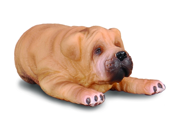 SHAR-PEI - WELPE (S)