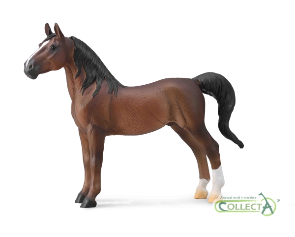 AMERICAN SADDLEBRED HENGST DUNKELFUCHS (XL)