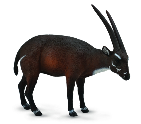 VU-QUANG-ANTILOPE (L)