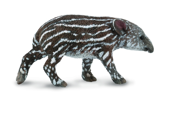 MITTELAMERIKANISCHES TAPIRJUNGES (S)