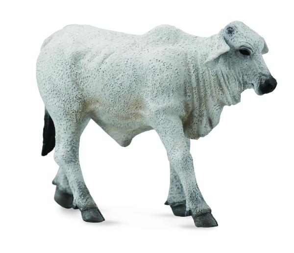 BRAHMAN KÄLBCHEN ZEBU (S)