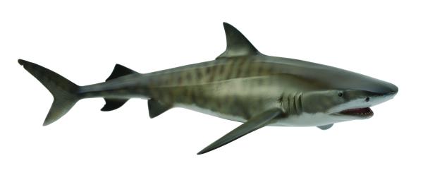 TIGERHAI (L)