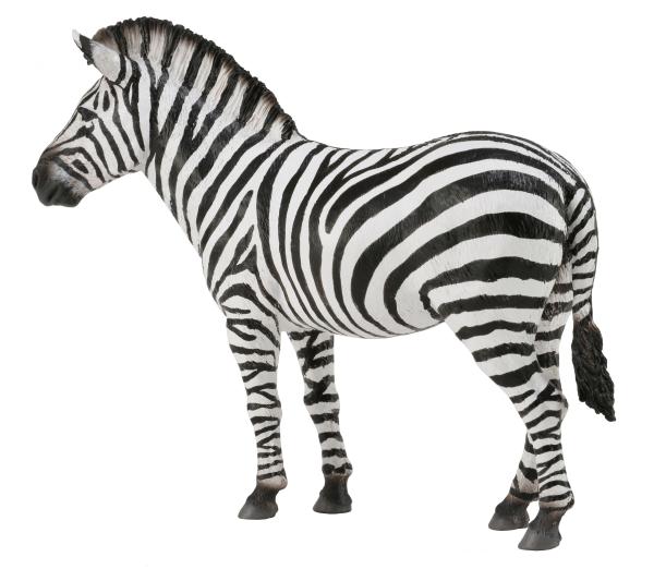 STEPPENZEBRA (L)