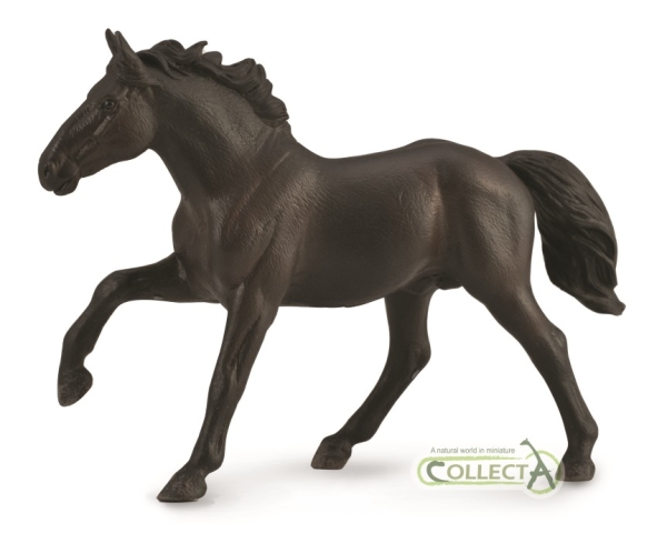 NONIUS HENGST - UNGARISCHES WARMBLUT  (XL)