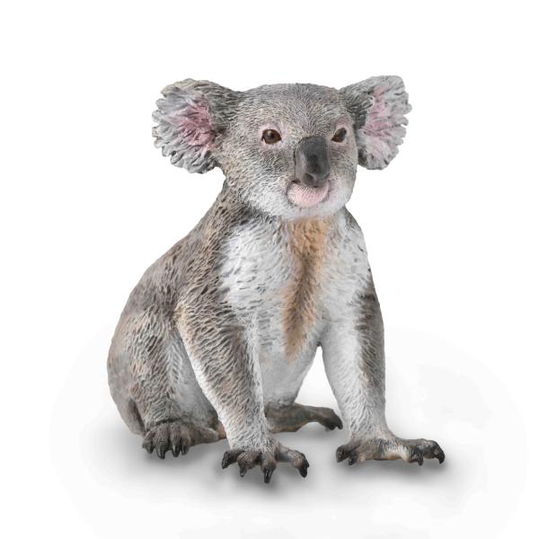 KOALA (M)