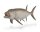 XIPHACTINUS 1:40 (L)