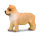 * CHOW CHOW - WELPE (S)