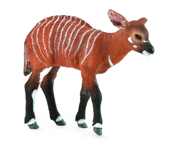 BONGO KALB (M)