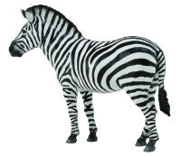 STEPPENZEBRA (L)
