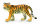 TIGERJUNGES - GEHEND (M)