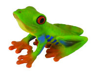 ROTAUGENLAUBFROSCH (M)