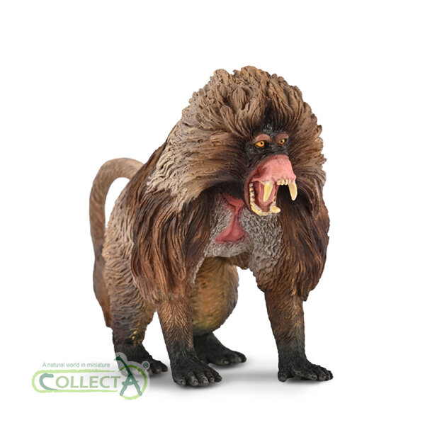 Gelada (L)
