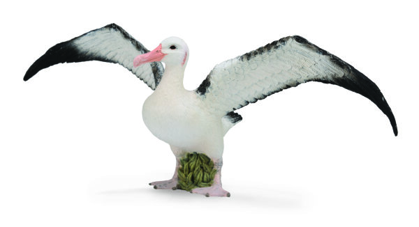 WANDERALBATROS (L)