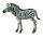 ZEBRAFOHLEN (M)