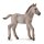 KONIK FOHLEN (M)