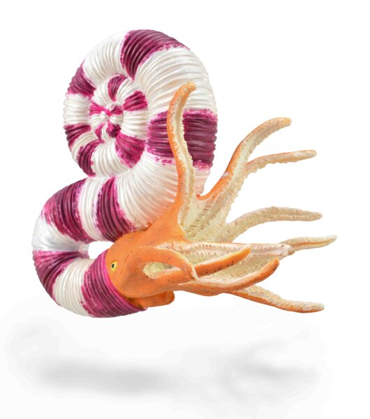 PRAVITOCERAS (L)