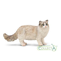 Ragdoll (M)