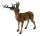 ROTWILD, HIRSCH (L)