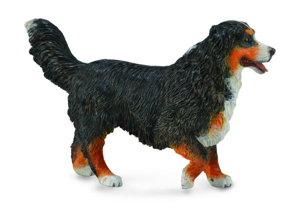 BERNER SENNENHUND (L)