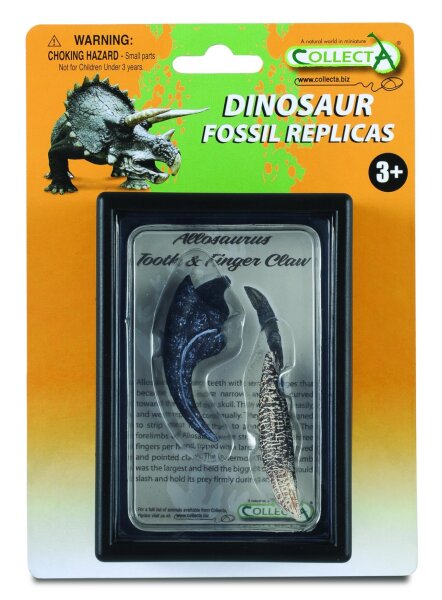 ALLOSAURUS ZAHN UND VORDERFUSSKRALLE, Display-Kästchen