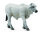 BRAHMAN KÄLBCHEN ZEBU (S)