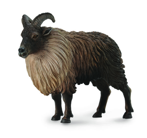 HIMALAYA TAHR (L)