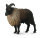 HIMALAYA TAHR (L)