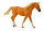 MISSOURI FOXTROTTER STUTE PALOMINOFARBEN (XL)