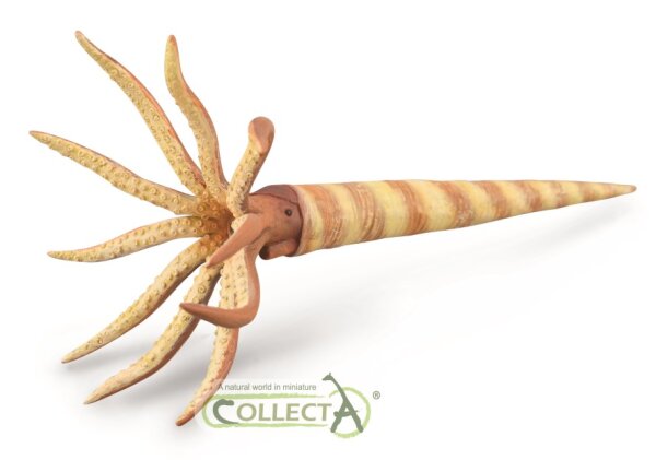 ORTHOCERAS - GERADHORN (L)