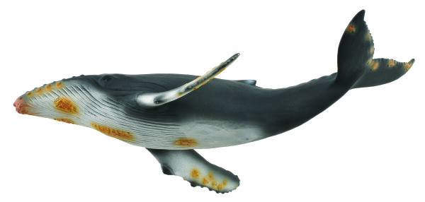 BUCKELWAL (XL)