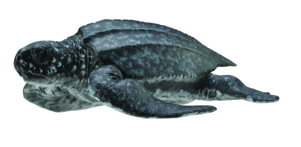 LEDERSCHILDKRÖTE (M)