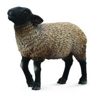 AUSTRALISCHES SUFFOLK SCHAF (M)