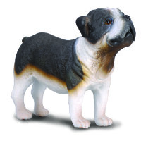 ENGLISCHE BULLDOGGE (M)