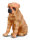 * SHAR-PEI (L)