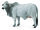 BRAHMAN KUH ZEBU (L)