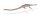 ELASMOSAURUS (L)