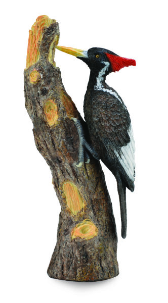ELFENBEINSPECHT (L)