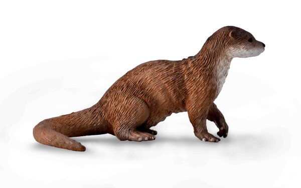 FISCHOTTER (M)