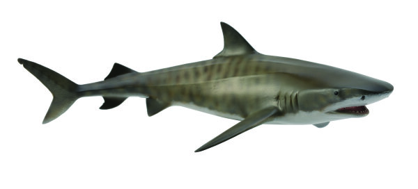 TIGERHAI (L)