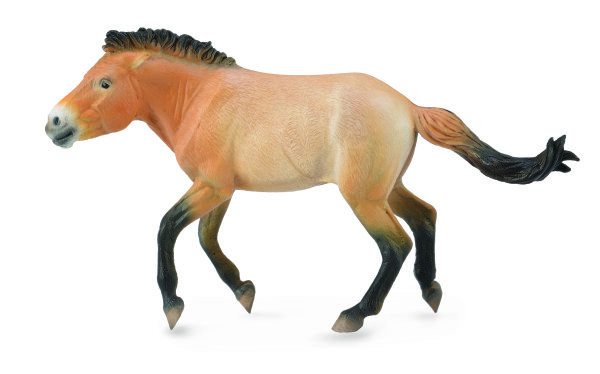 PRZEWALSKI HENGST (XL)